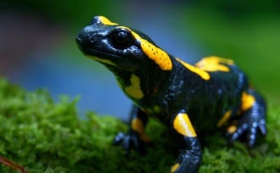 Перевод ИНФРАГРИН: особенности определения и присвоения кредитов биоразнообразия