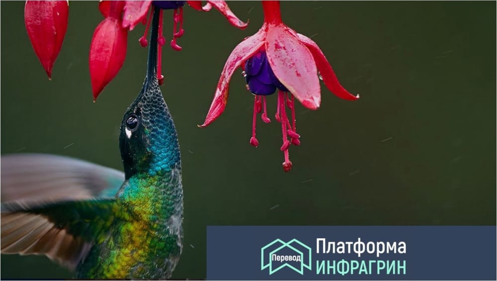 Перевод ИНФРАГРИН: Реальные практики по распределению государственного бюджета на защиту биоразнообразия