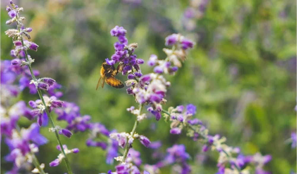 Цифровая летопись биосферы: как глобальные базы данных работают на сохранение жизни