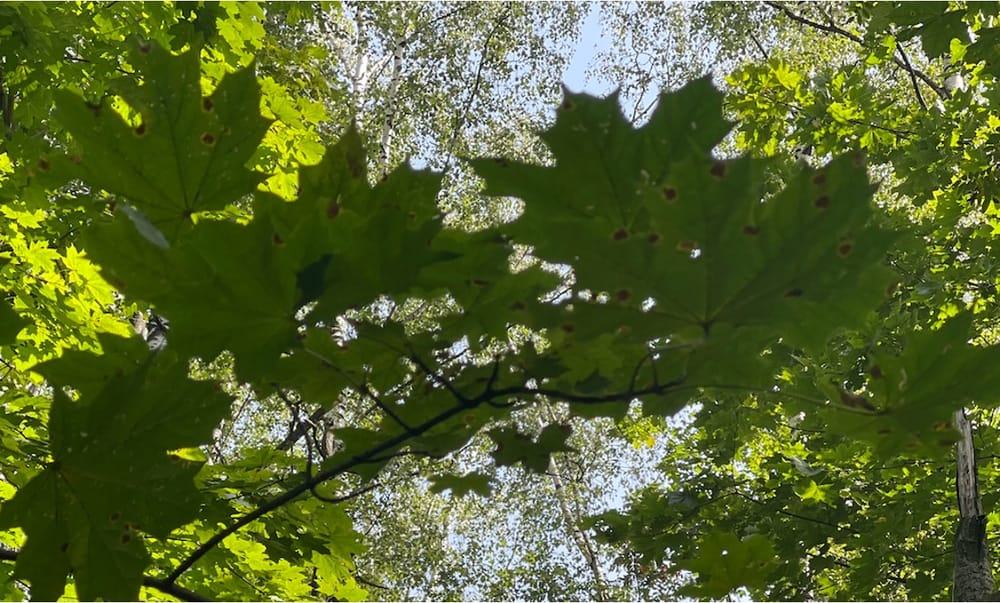 Биофилия, биомиметика и симбиотика: как формируется новый словарь устойчивого развития