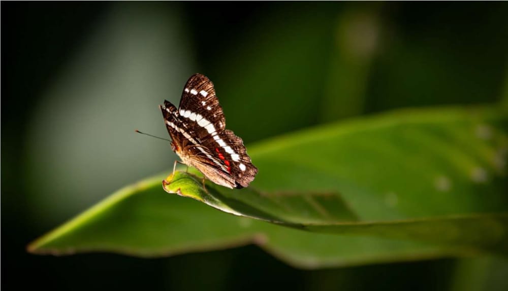 Волна устойчивого финансирования захватывает Азию