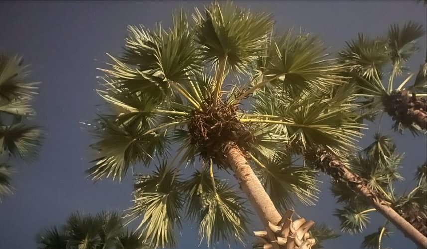 Первая неделя СОР30 в мировых СМИ: акцент на разрыве между риторикой и реальностью