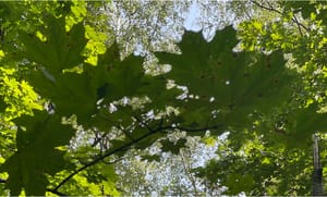 Устойчивое_развитие