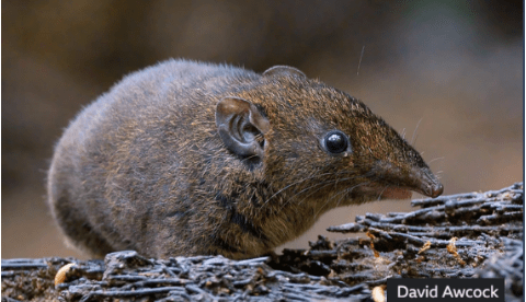 Биоразнообразие: необычные представители флоры и фауны борются за выживание