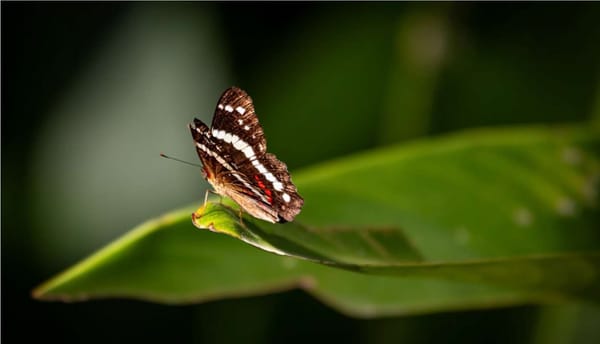 Волна устойчивого финансирования захватывает Азию