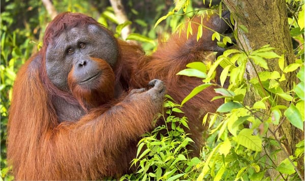 Природные облигации: ICMA выпустила новый стандарт устойчивых инструментов