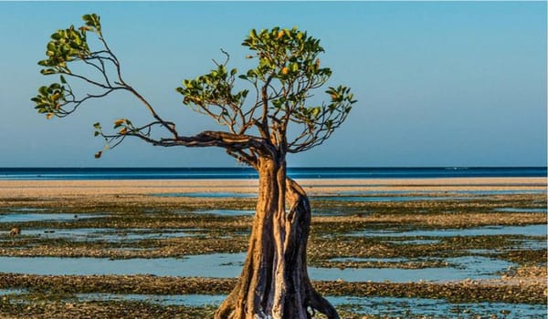 Природа как актив: как она выходит на рынок и почему обязательно победит